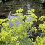 © Visit La Jaÿsinia Alpine Botanical Garden for groups - OT Samoens