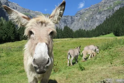 Itinéraire pédestre : Refuge et alpage des fonts