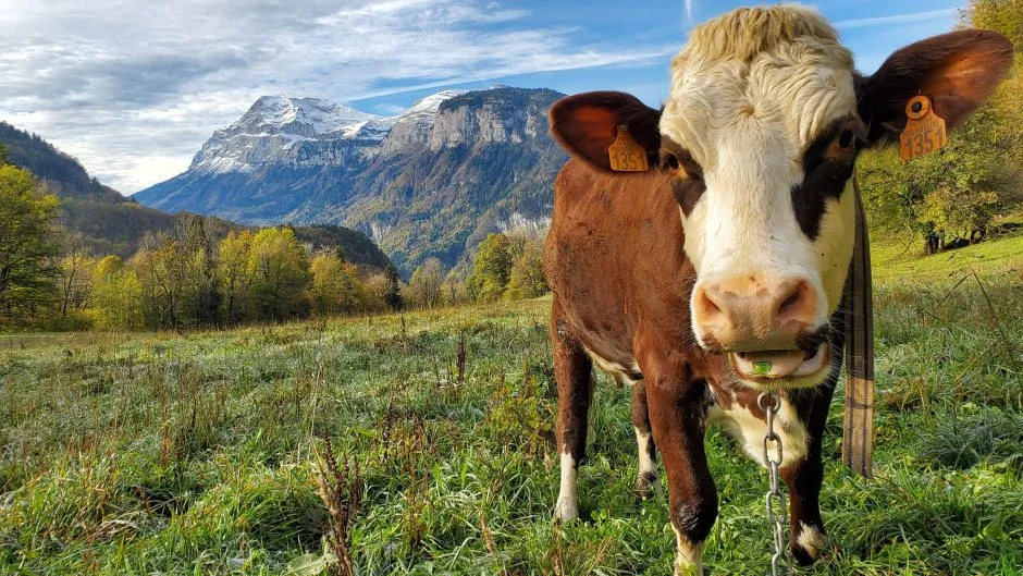 © Visite de la Ferme de Ballancy - @Ballancy