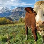 © Visite de la Ferme de Ballancy - @Ballancy