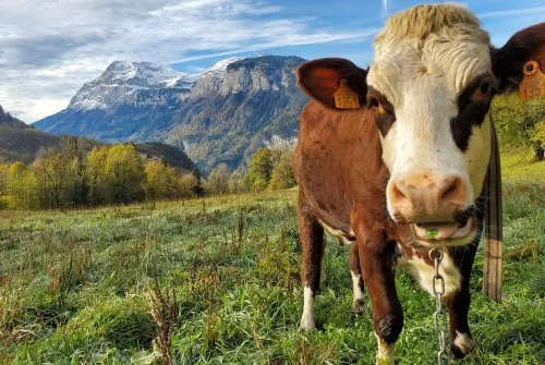 Visite de la Ferme de Ballancy