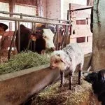 © Visite de la Ferme de Ballancy - @Ballancy