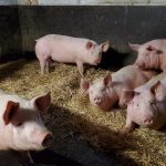 © Visite de la Ferme de Ballancy - @Ballancy