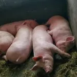 © Visite de la Ferme de Ballancy - @Ballancy