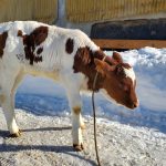© Visite de la Ferme de Ballancy - @Ballancy
