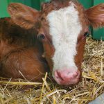 © Visite de la Ferme de Ballancy - @Ballancy