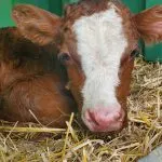 © Visite de la Ferme de Ballancy - @Ballancy