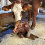 Visite de la Ferme de Ballancy