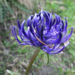 © Refuge de la Golèse - Refuge de la Golèse