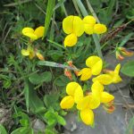 © Refuge de la Golèse - Refuge de la Golèse