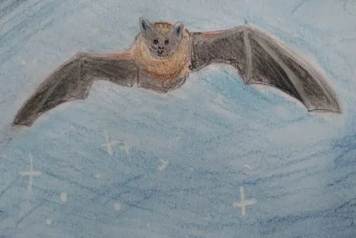 Découverte de la Faune nocturne