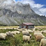 © Moutons au refuge - Arlette