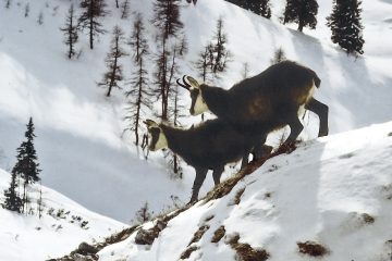 © Animation Nature à Samoens_Samoëns - Pixabay