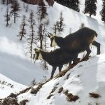 © Animation Nature à Samoens_Samoëns - Pixabay