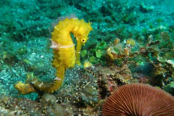 © Hippocampe - Des bulles et des cimes/Jean-Luc Rebillet