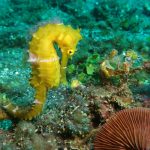 © Hippocampe - Des bulles et des cimes/Jean-Luc Rebillet