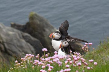 © Macareux - Des bulles et des cimes/Jean-Luc Rebillet