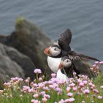 © Macareux - Des bulles et des cimes/Jean-Luc Rebillet