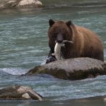 © Ours - Des bulles et des cimes/Jean-Luc Rebillet