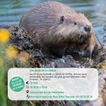 Les dents de la rivière_Morillon