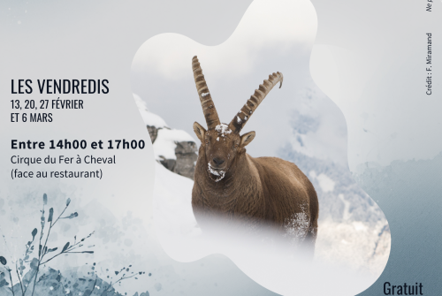 Découverte et observation de la faune en Hiver.