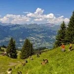 La montée du Sairon_Morillon
