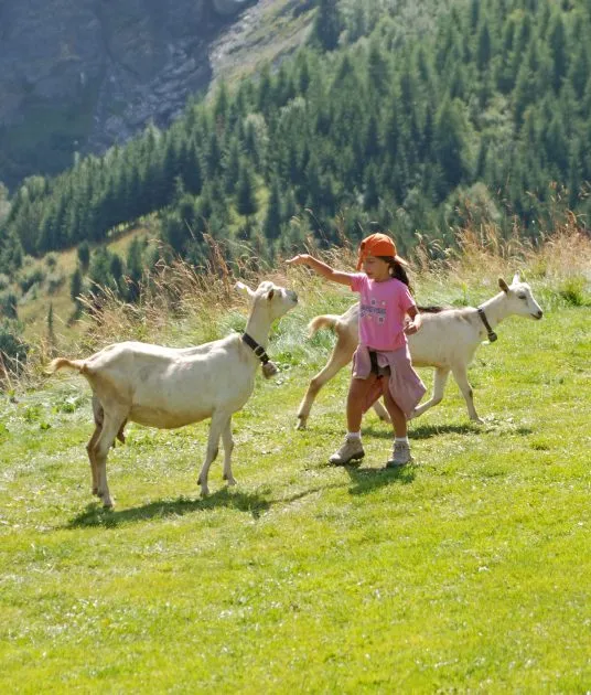 © Alpage de la Vieille mountain pasture - Vincent Luzinier