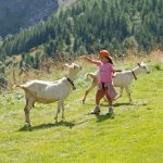© Alpage de la Vieille mountain pasture - Vincent Luzinier