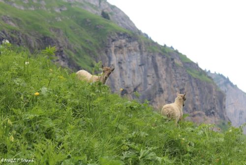 Itinéraire pédestre : grande Traversée des Alpes - GR 5 - Etape : Samoëns - Chalet d'Anterne