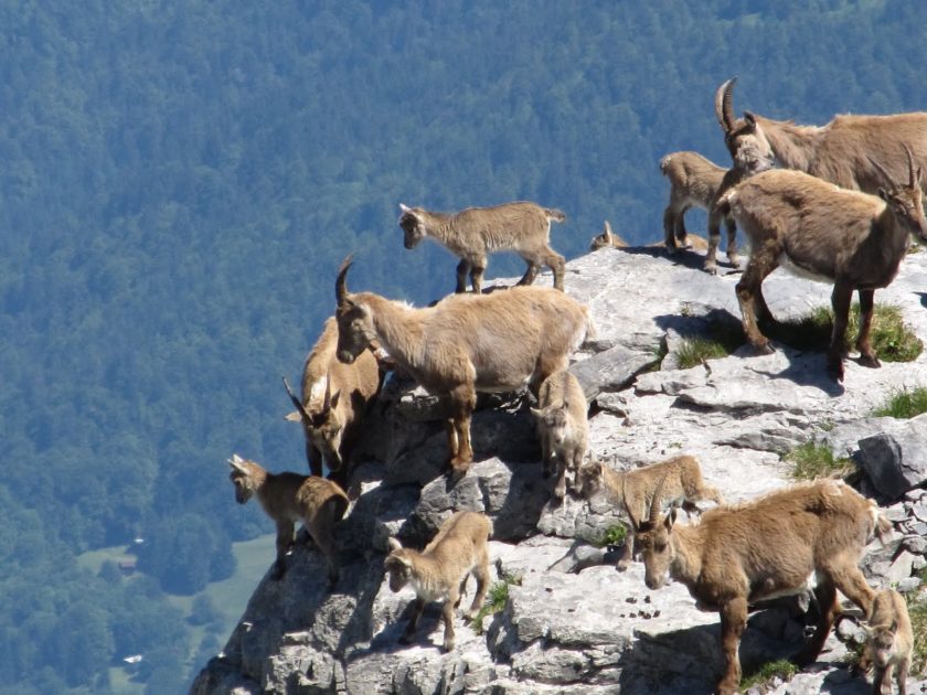 © Tête de Bostan - OT Samoëns (photothèque)