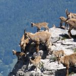 © Tête de Bostan - OT Samoëns (photothèque)