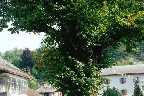 The Big Lime Tree