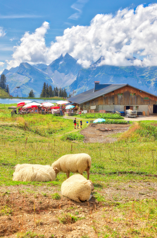 Design sans titre (39)