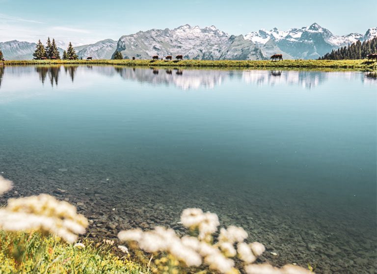 Grand_Massif_Homepage_Mobile